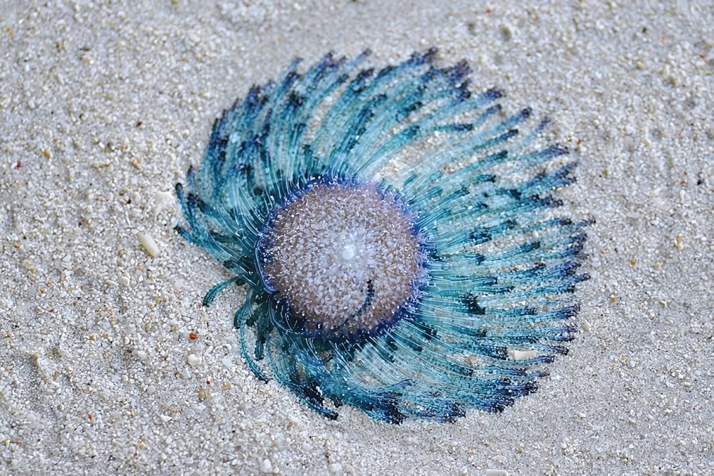 Marine life, Andaman Islands