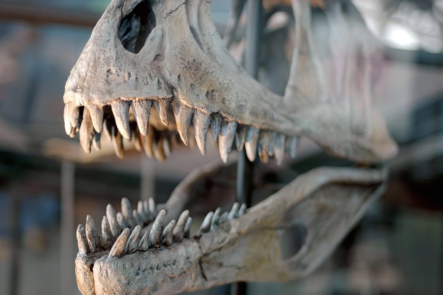 Maryland Science Centre Dinasor Skull, Baltimore