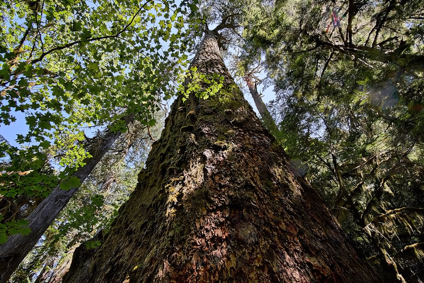 Marymere Falls Trail