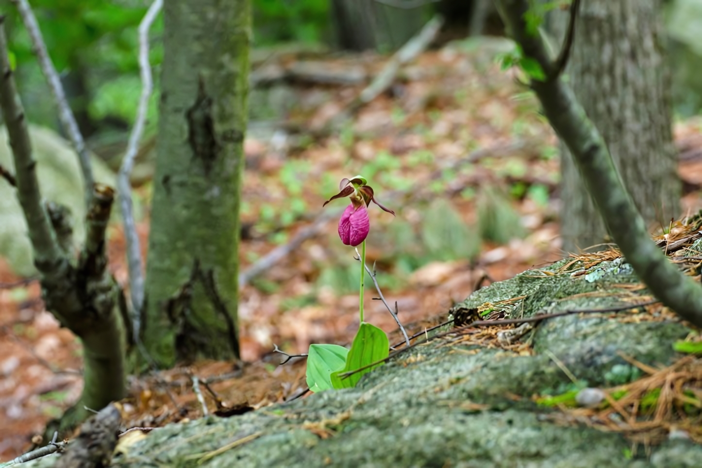 Middlesex Fells Reservation