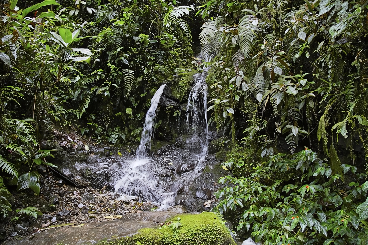 Mindo Cloud Forest