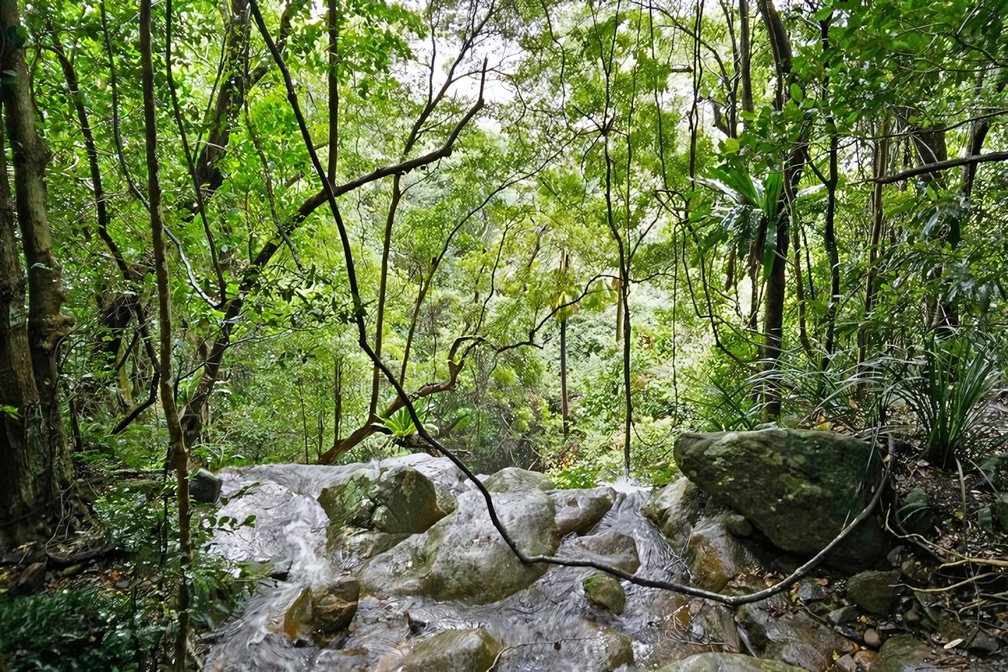 Minnamurra Rainforest, Shellharbour