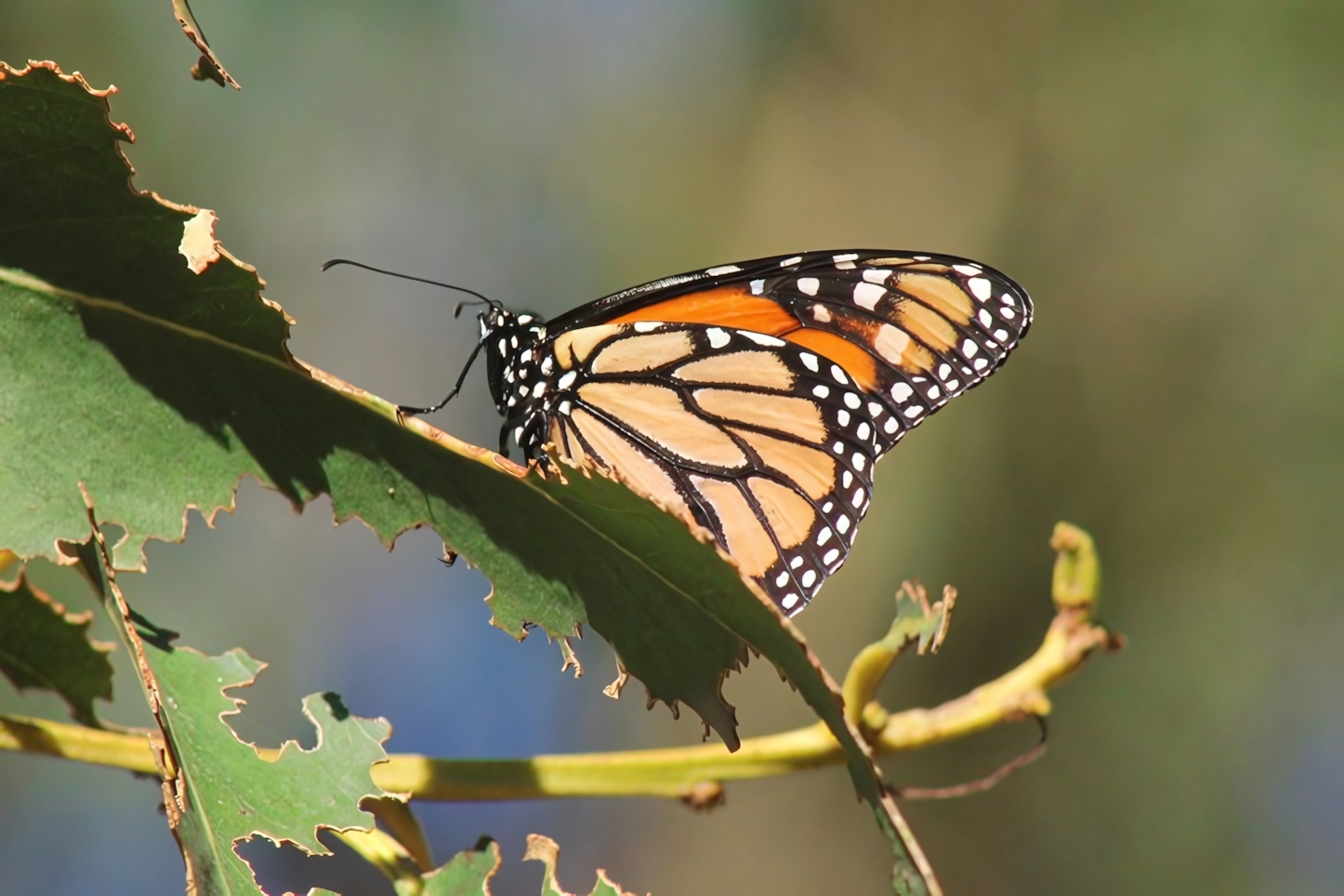 Monarch butterflies, Santa Cruz