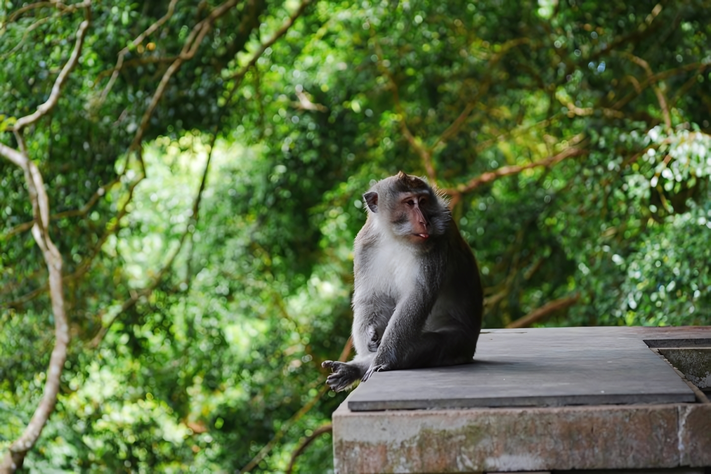 Monkey Forest, Ubud