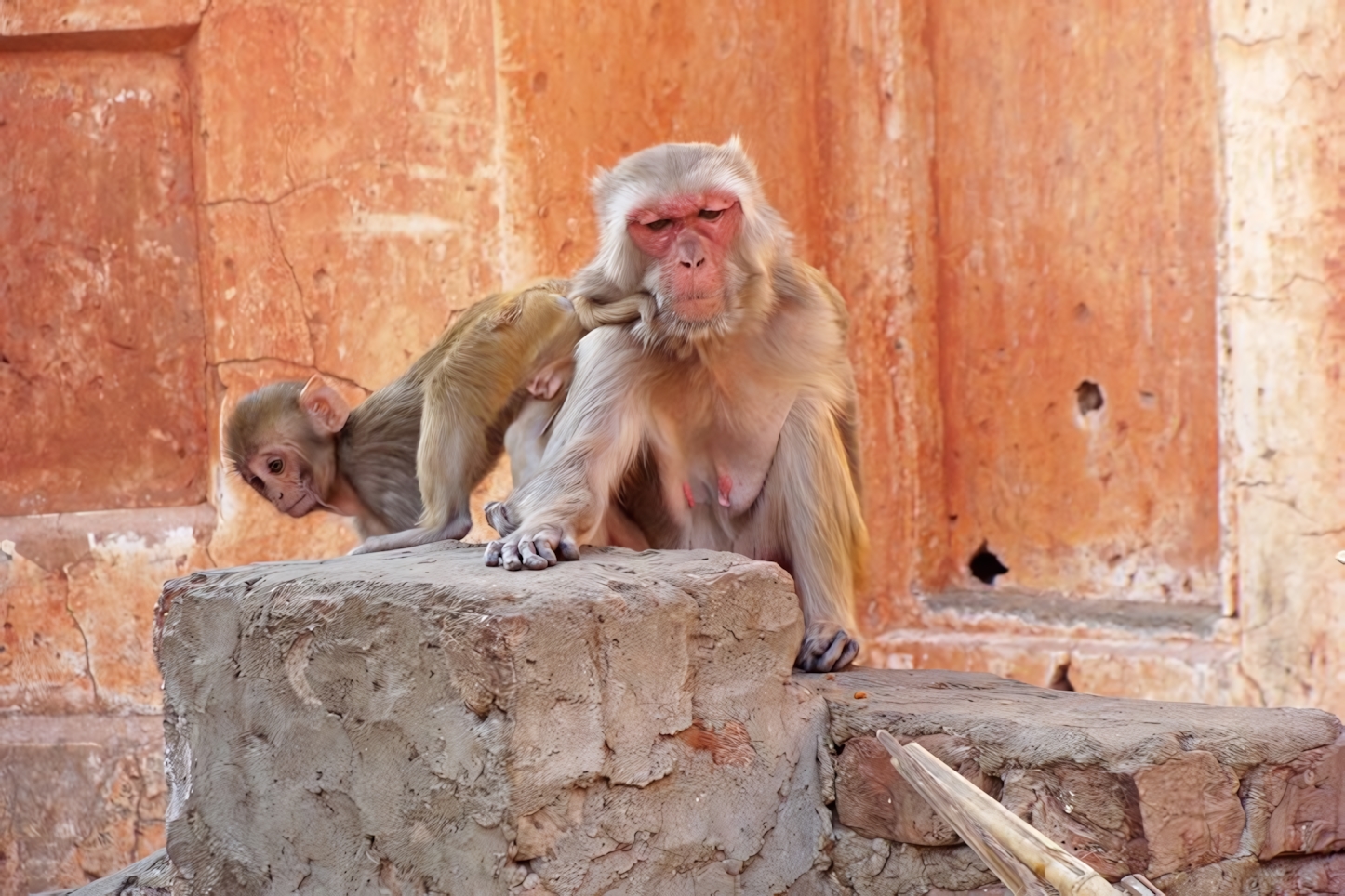 Monkey Temple, Jaipur