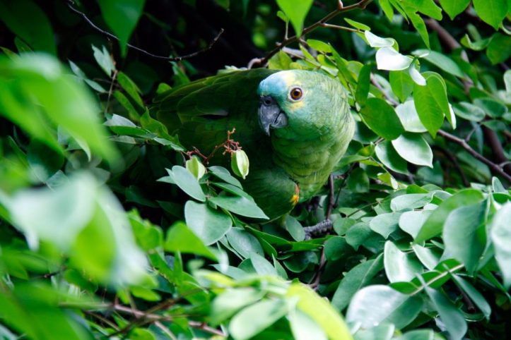 Parrot at Tijuca National Park