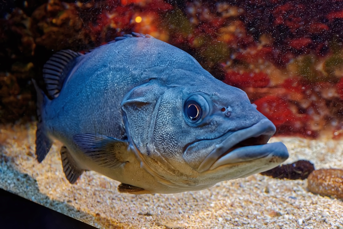 Oceanographic Museum of Monaco