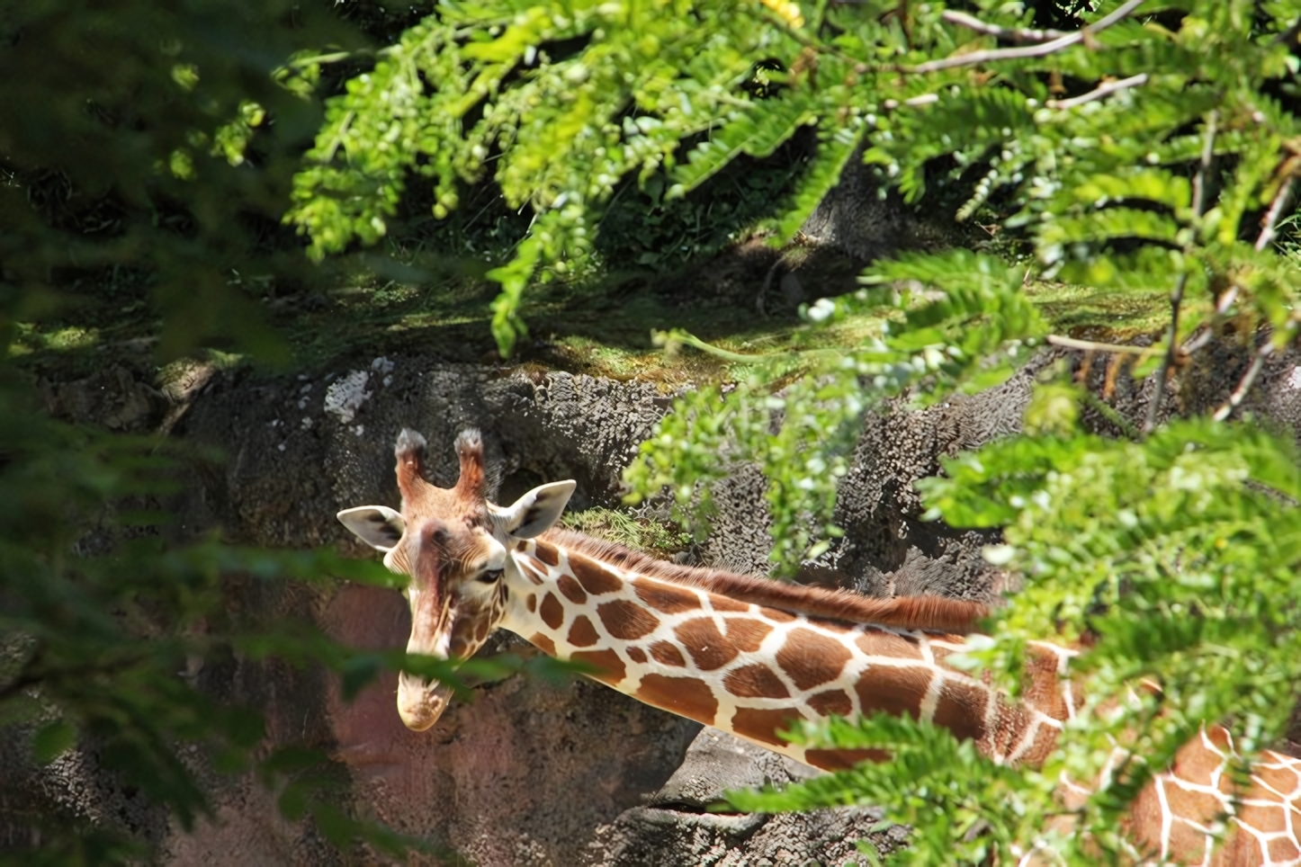 Oregon Zoo