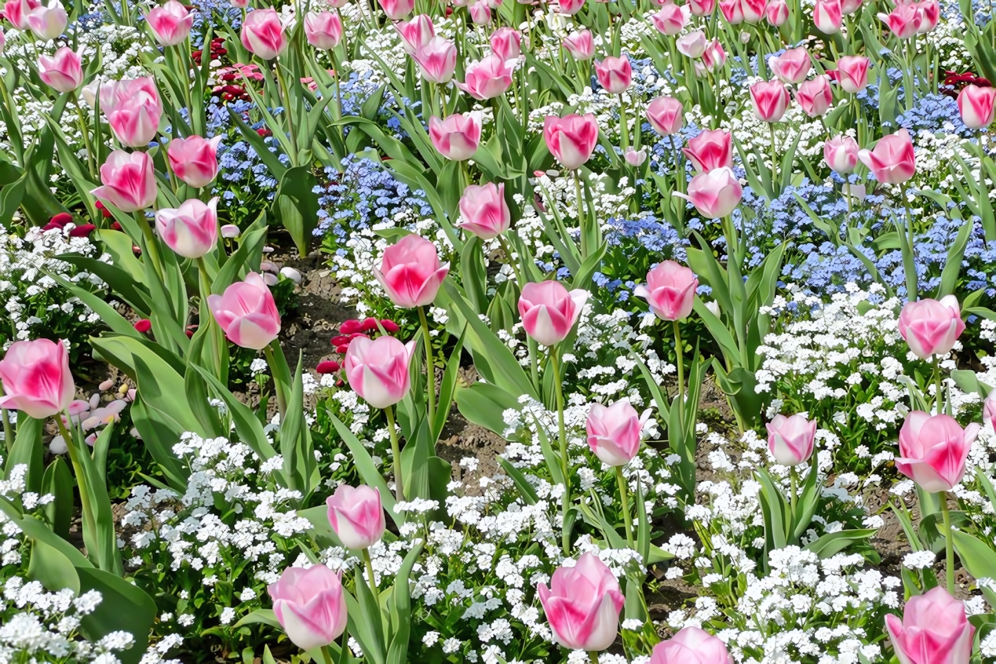 Palmengarten, Frankfurt