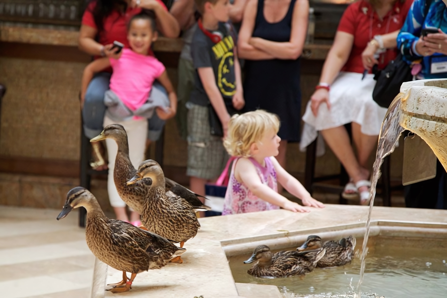 Peabody Ducks, Memphis 2