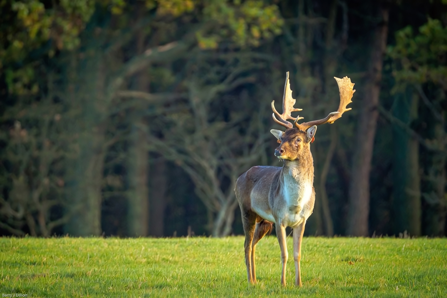 Phoenix Park