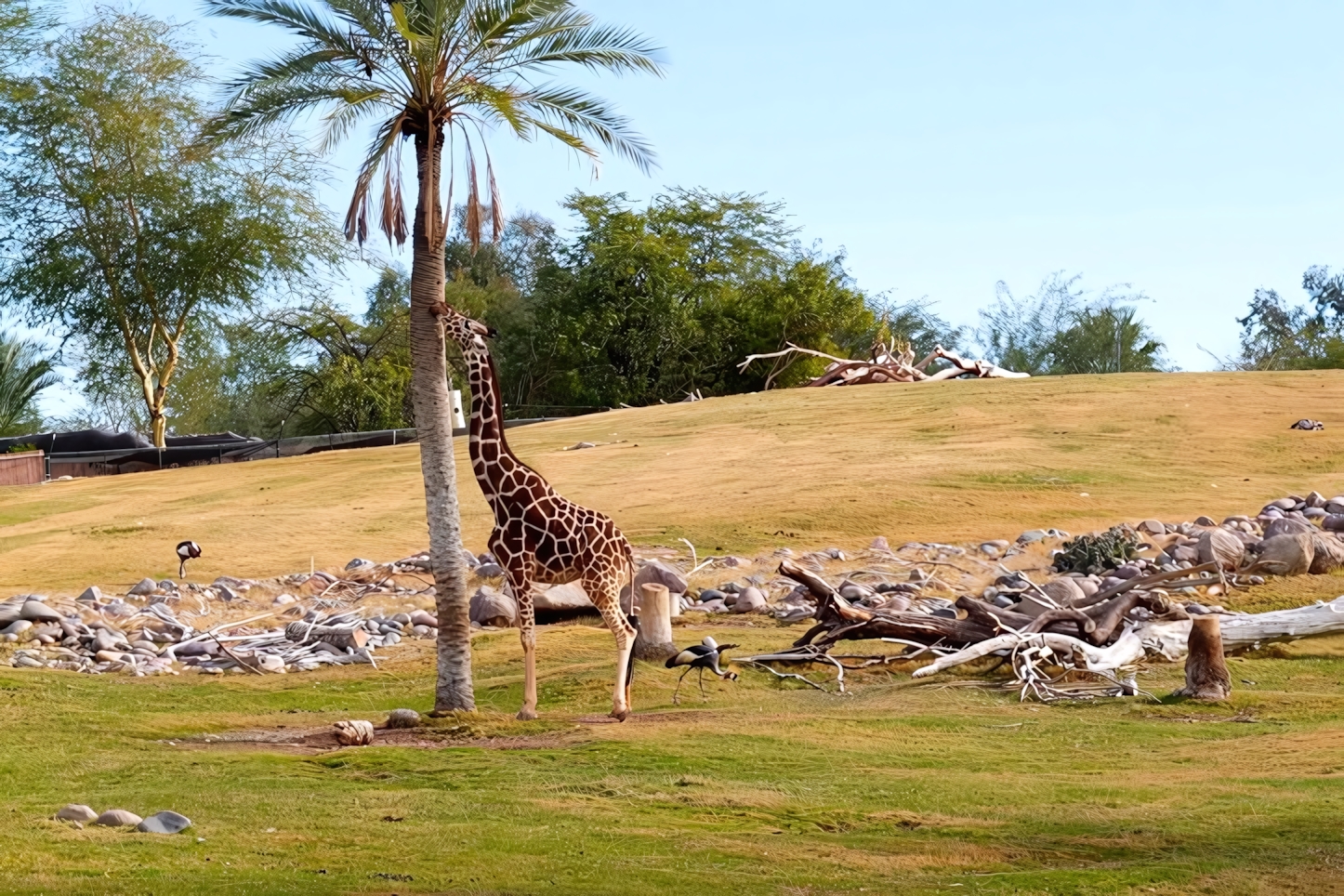 Giraffe at the Phoenix Zoo