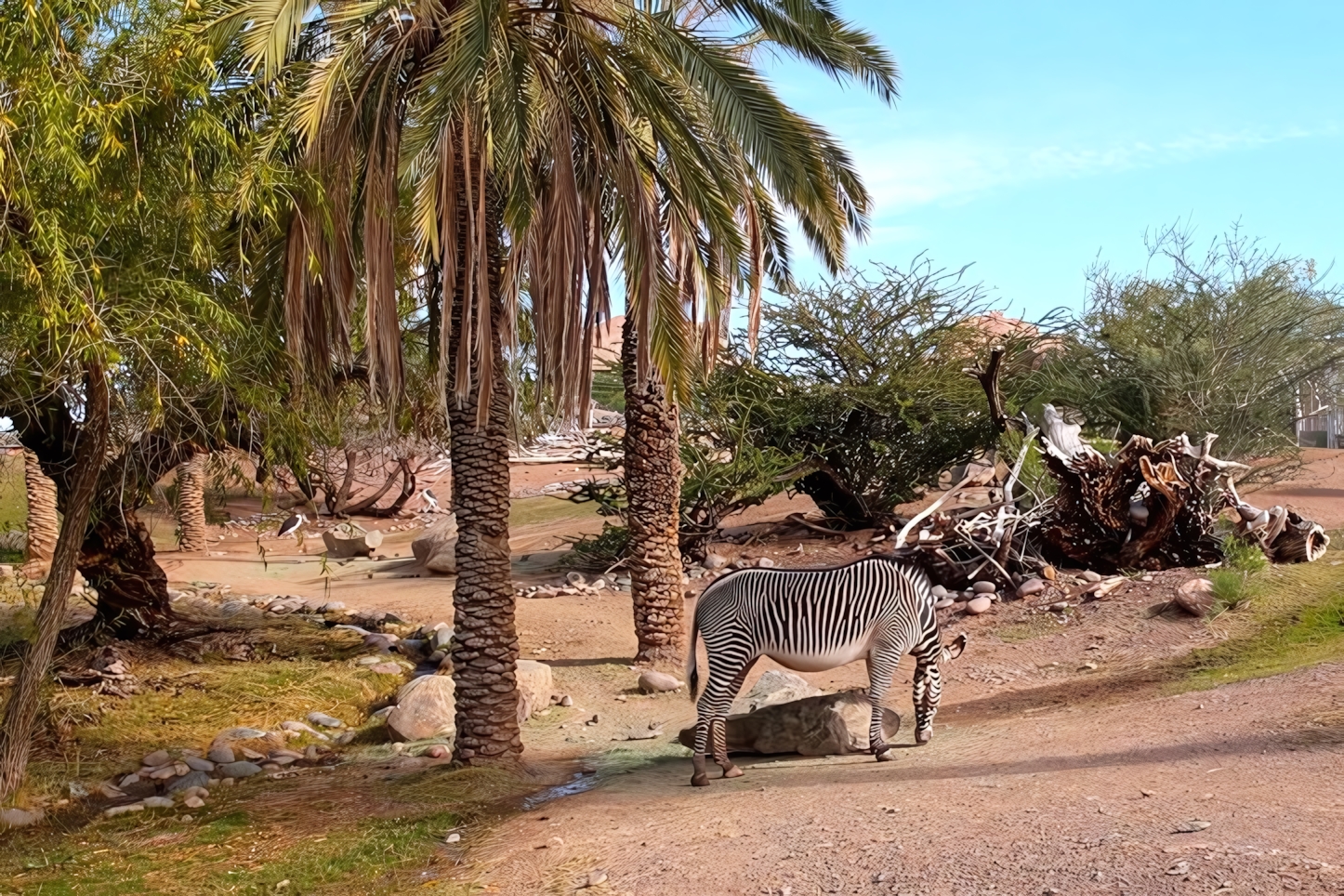 Zebra at the Phoenix Zoo