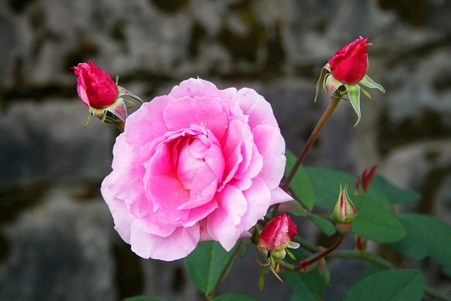 Portland Roses