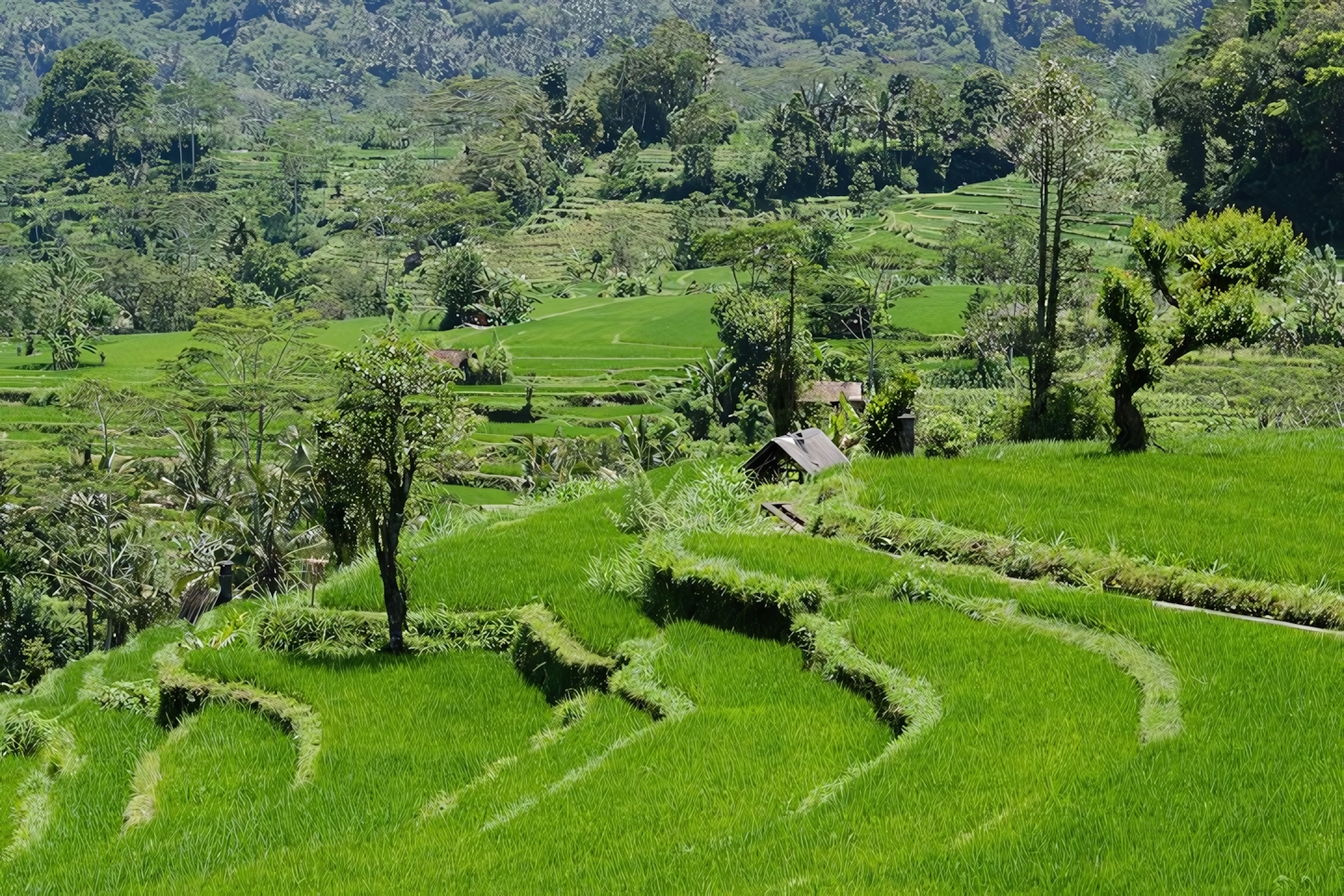 Bali in a Day: Must-See Attractions and Activities in Indonesia's Paradise Island