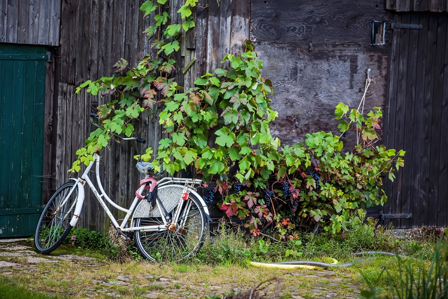 Riding a bike in Giethoorn