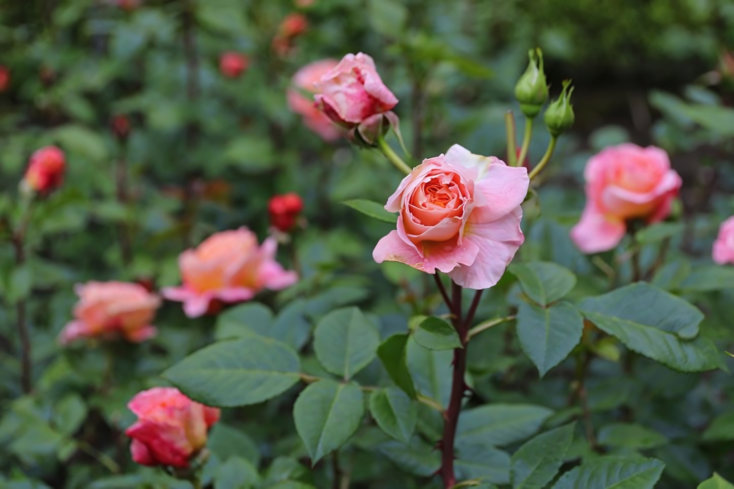 Rose Garden, Bern