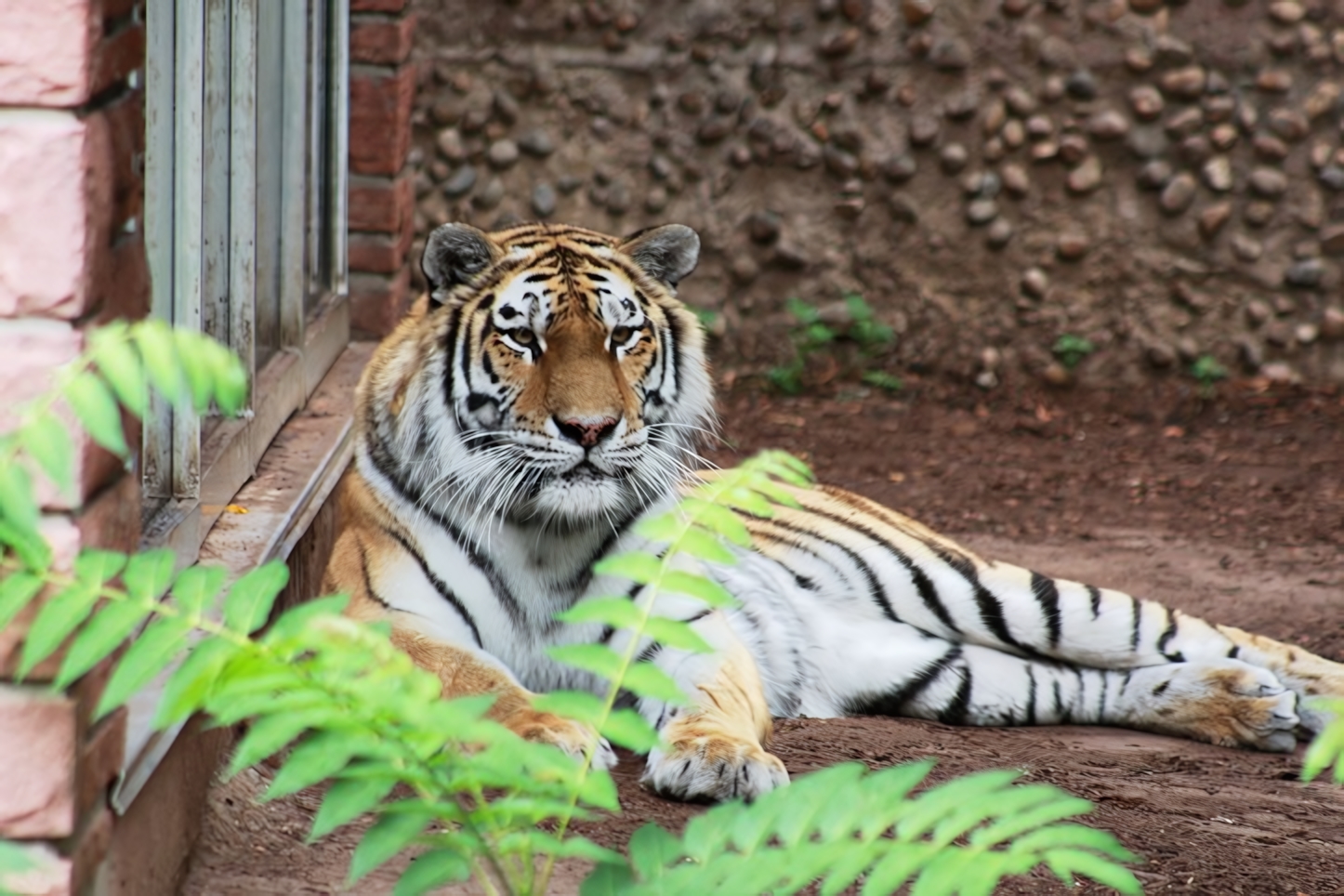 Royal Bengal Tigers