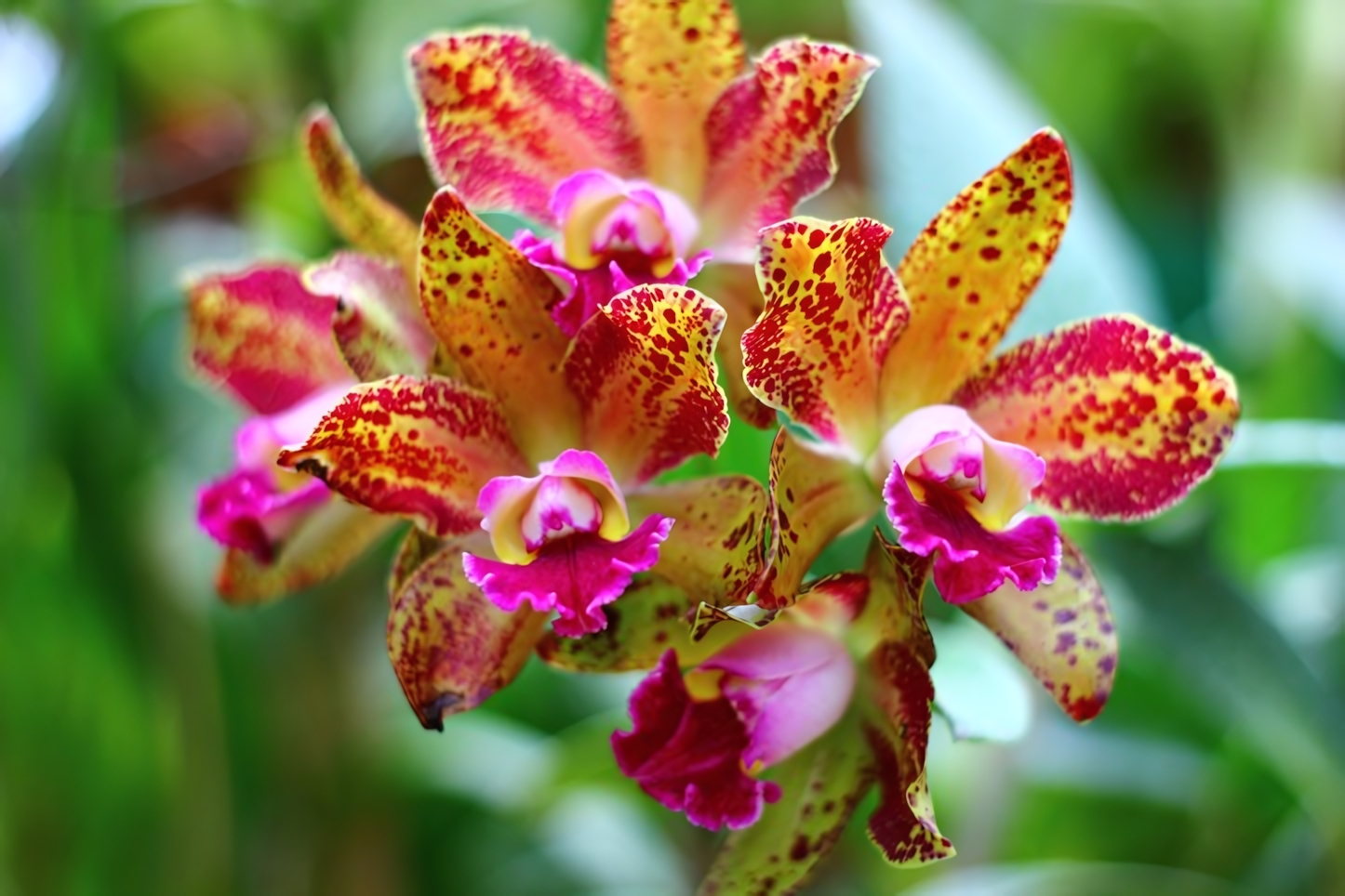 Royal Botanical Gardens Flowers, Kandy