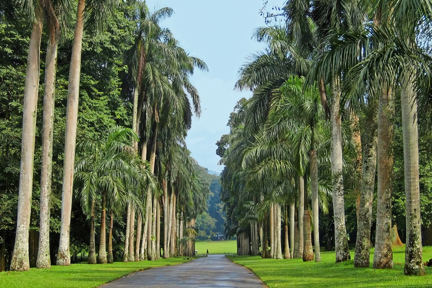 Royal Botanical Gardens Peradeniya, Kandy