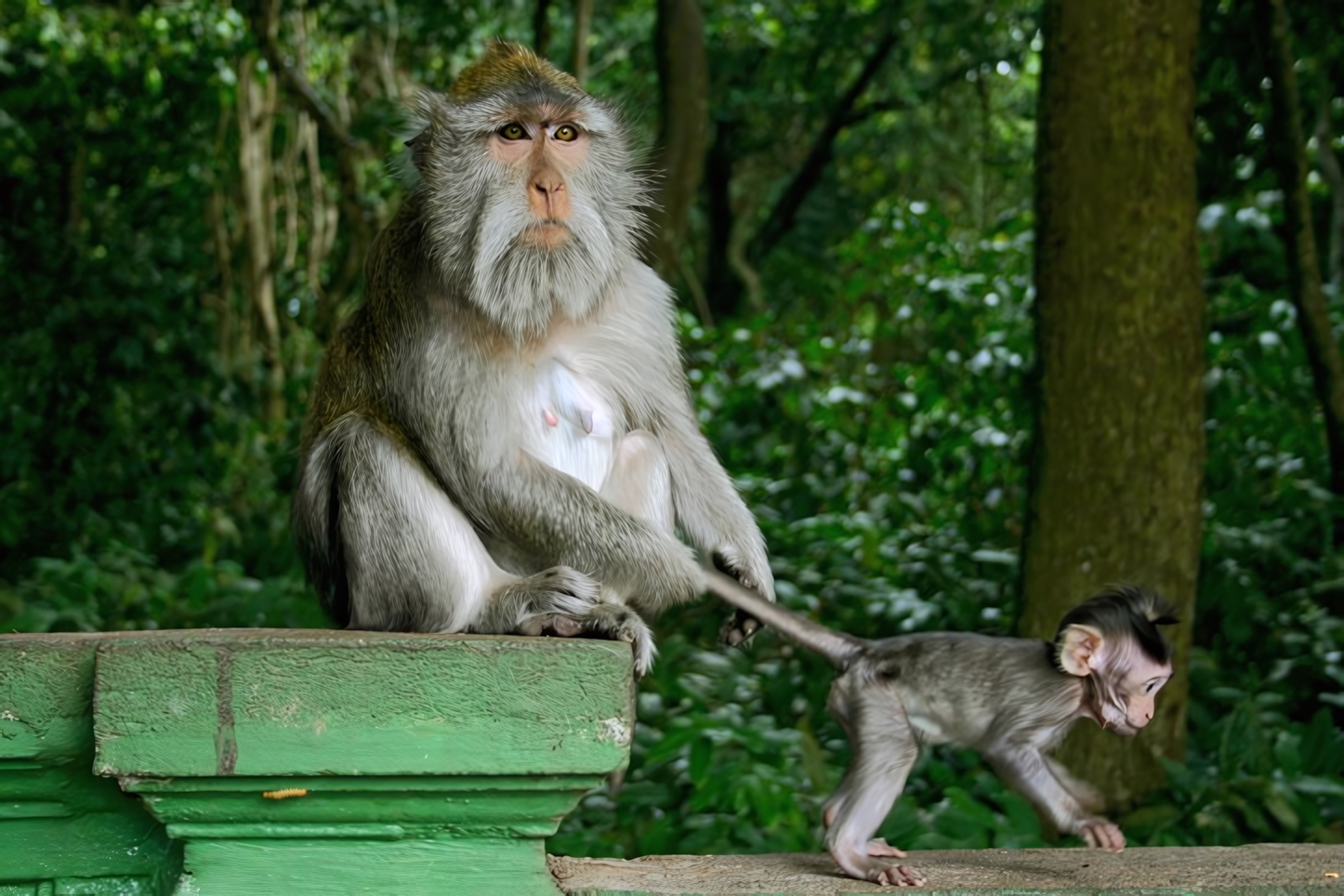 Sacred Monkey Forest Sanctuary, Bali