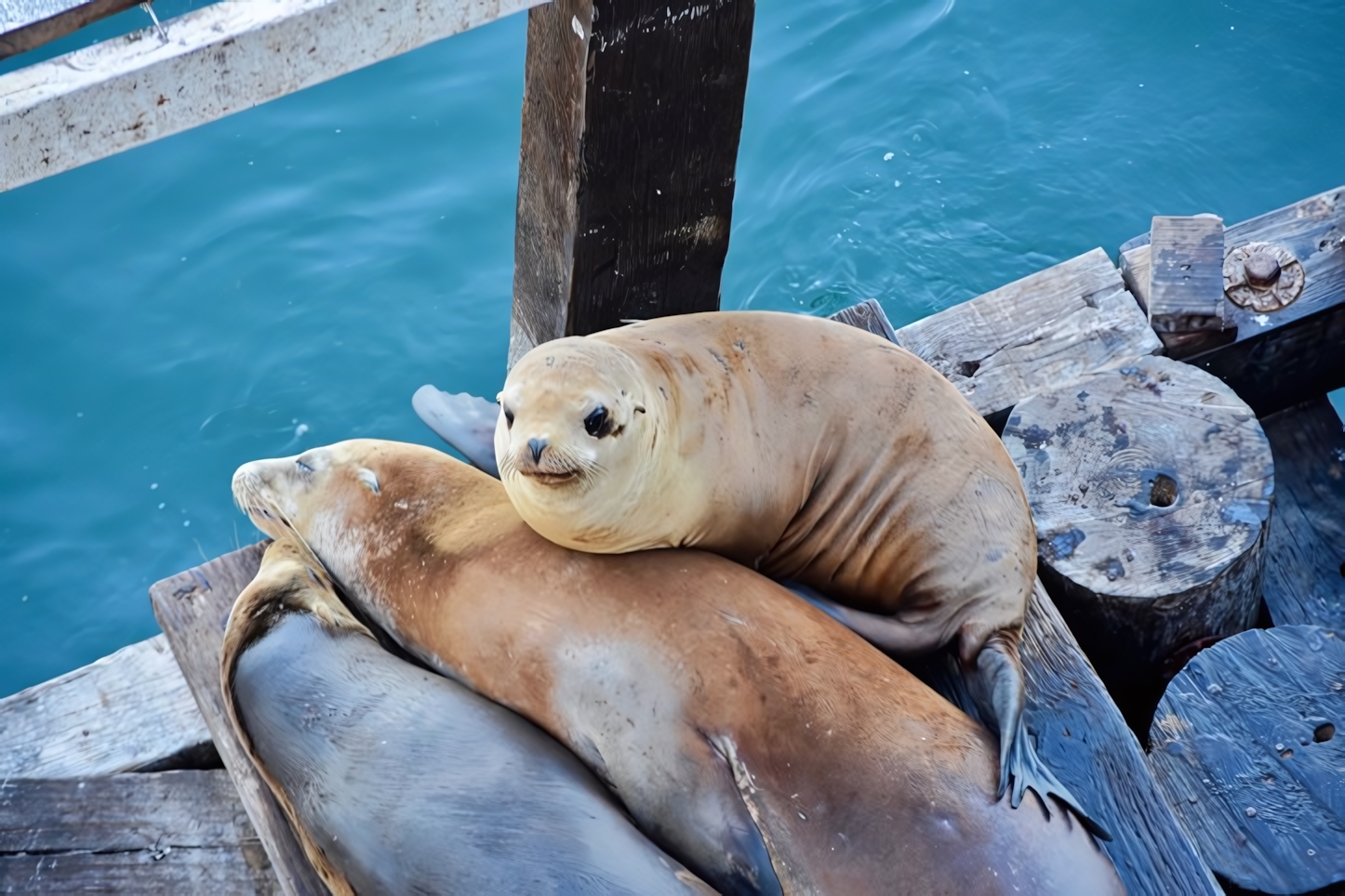 Sea Lions, Santa Cruz