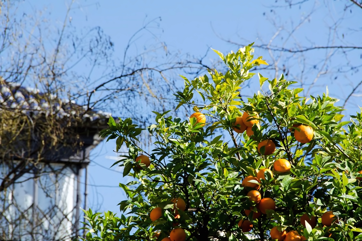 Seville Orange Trees