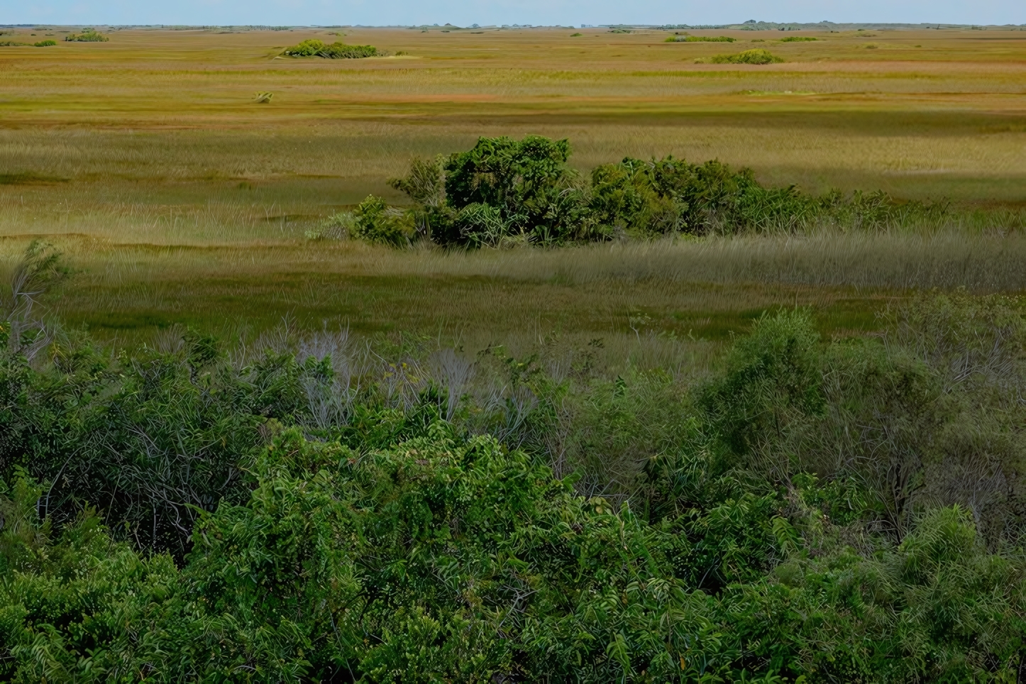 Shark Valley, Everglades