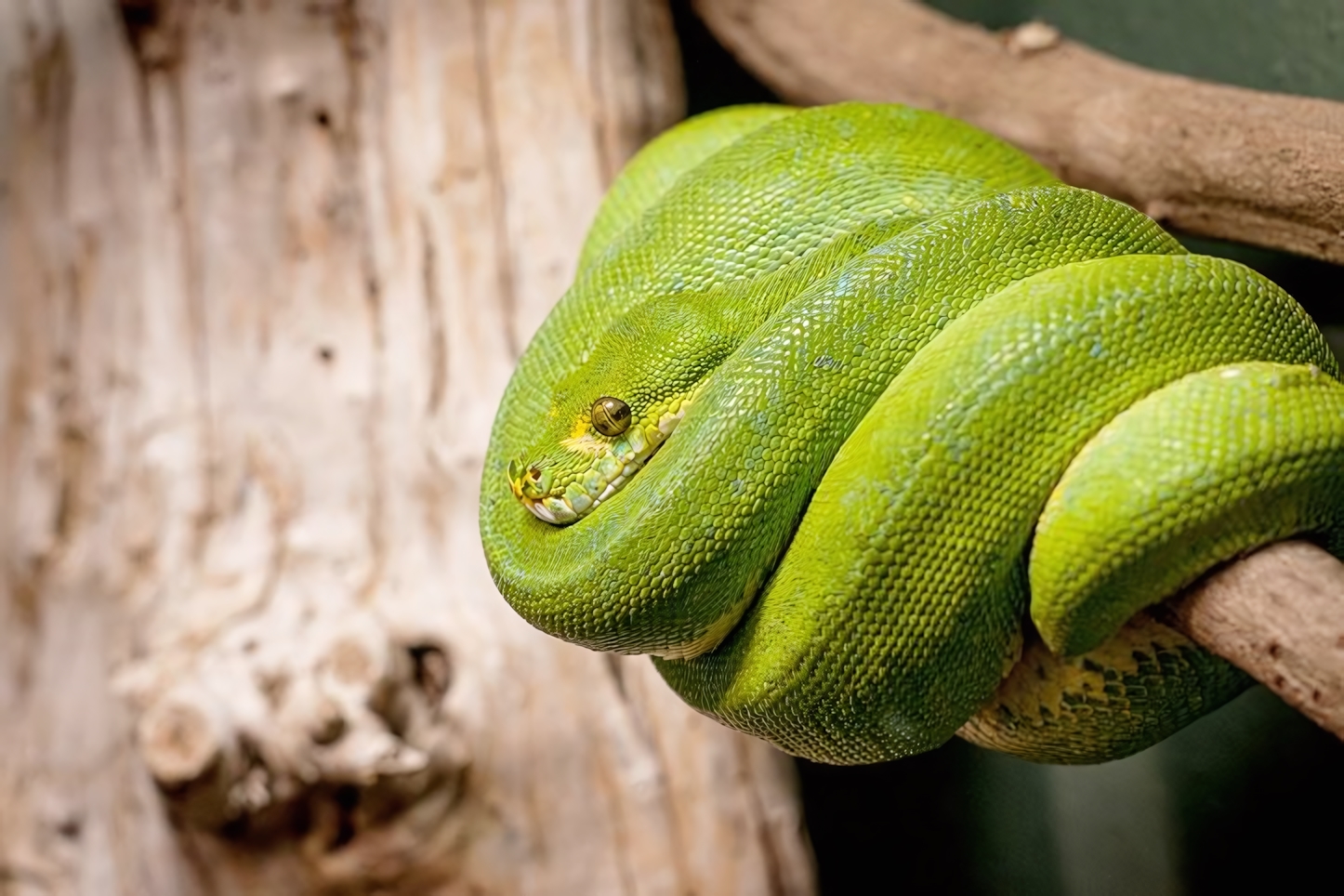 Snake at the Houston Zoo