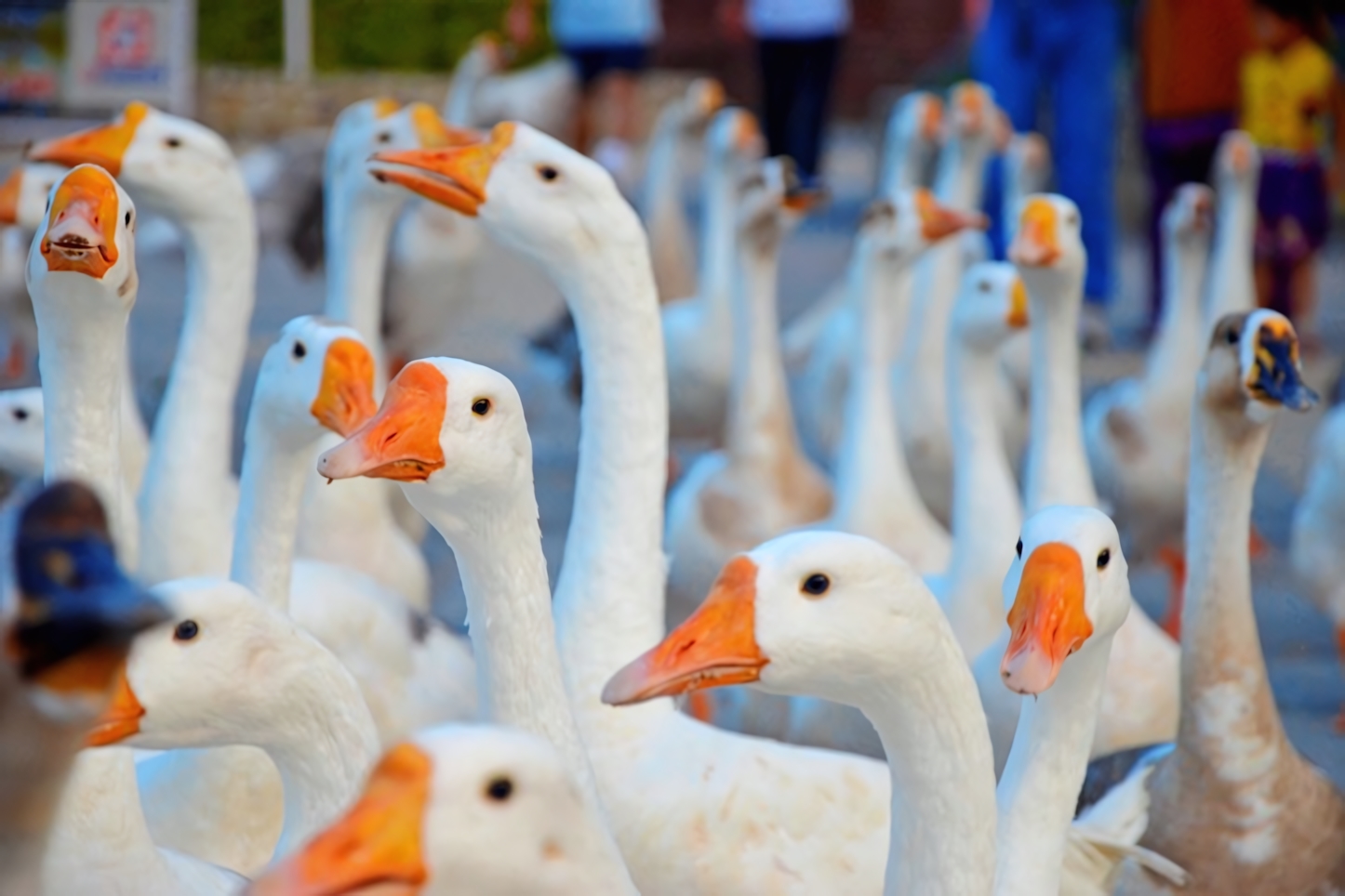 Sukhna Lake Ducks