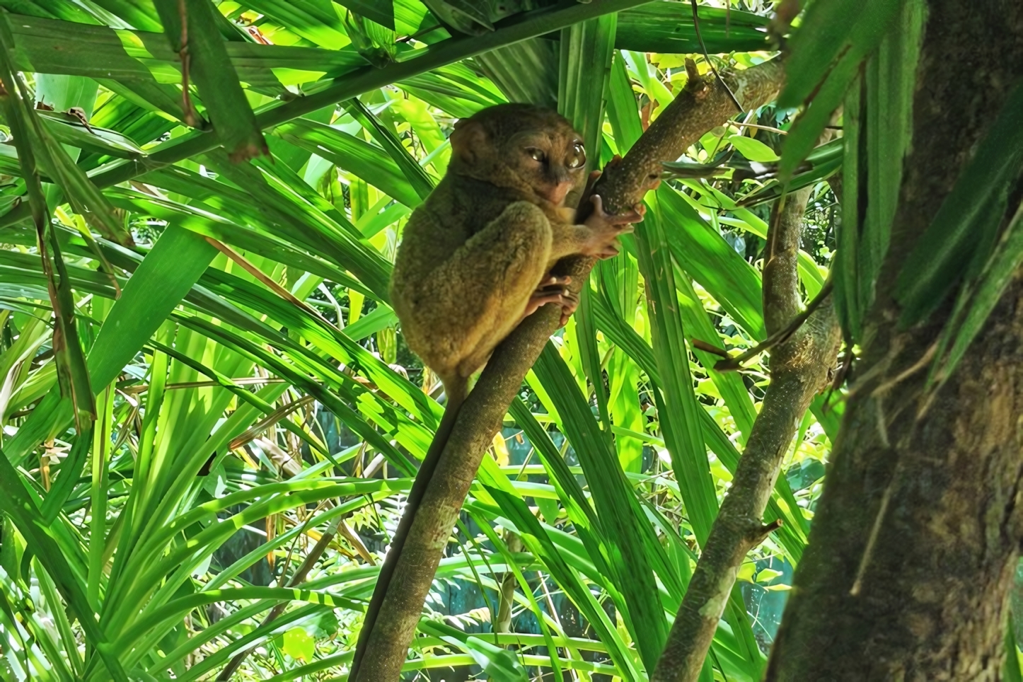 Tarsier Sanctuary Bohol