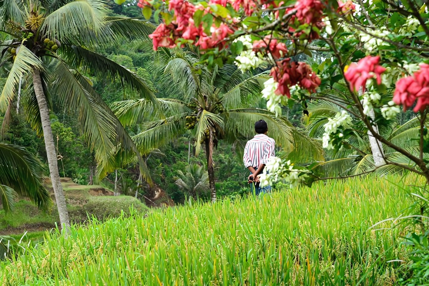 Tegalalang rice terraces, Ubud