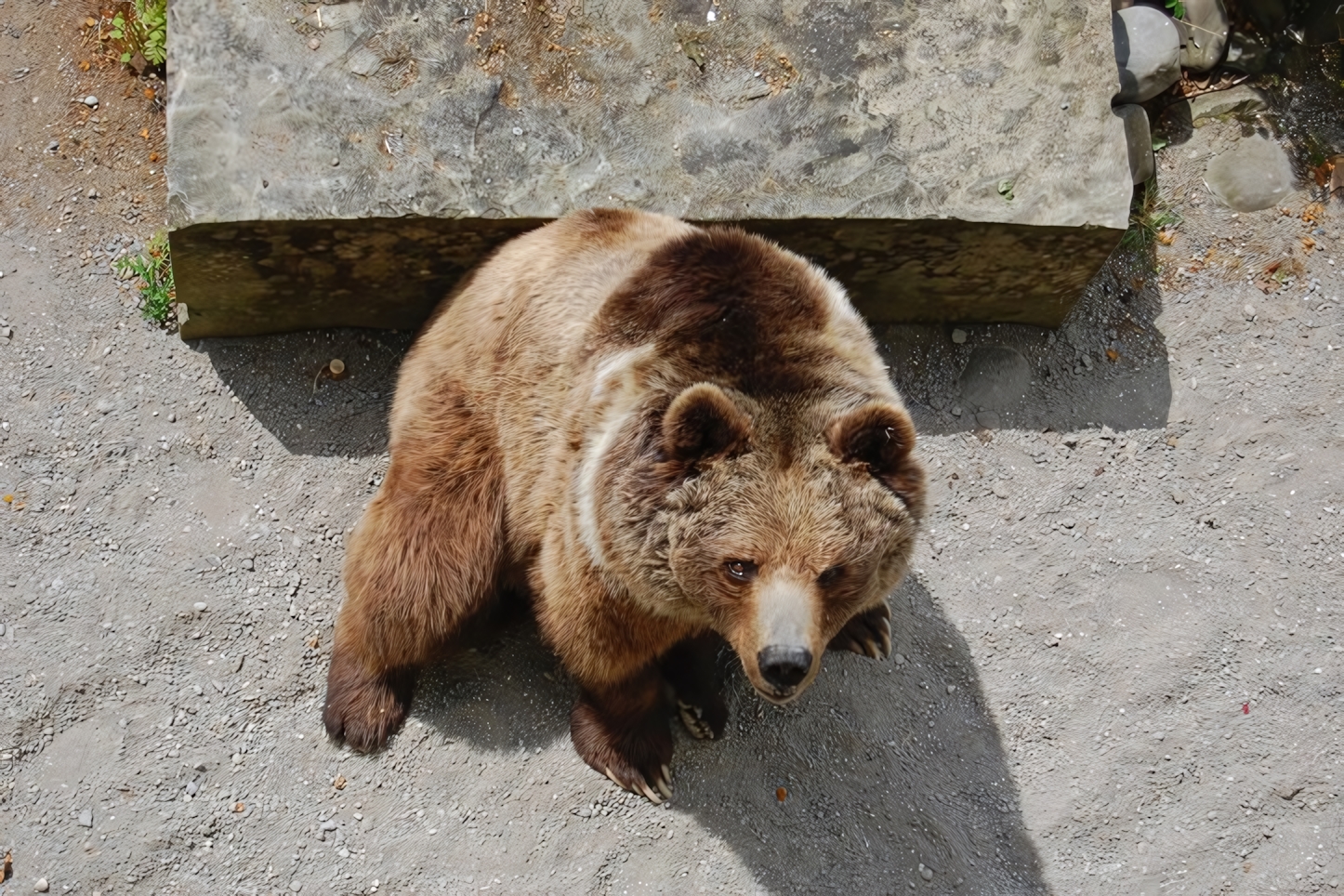 The Bear Pit, Bern