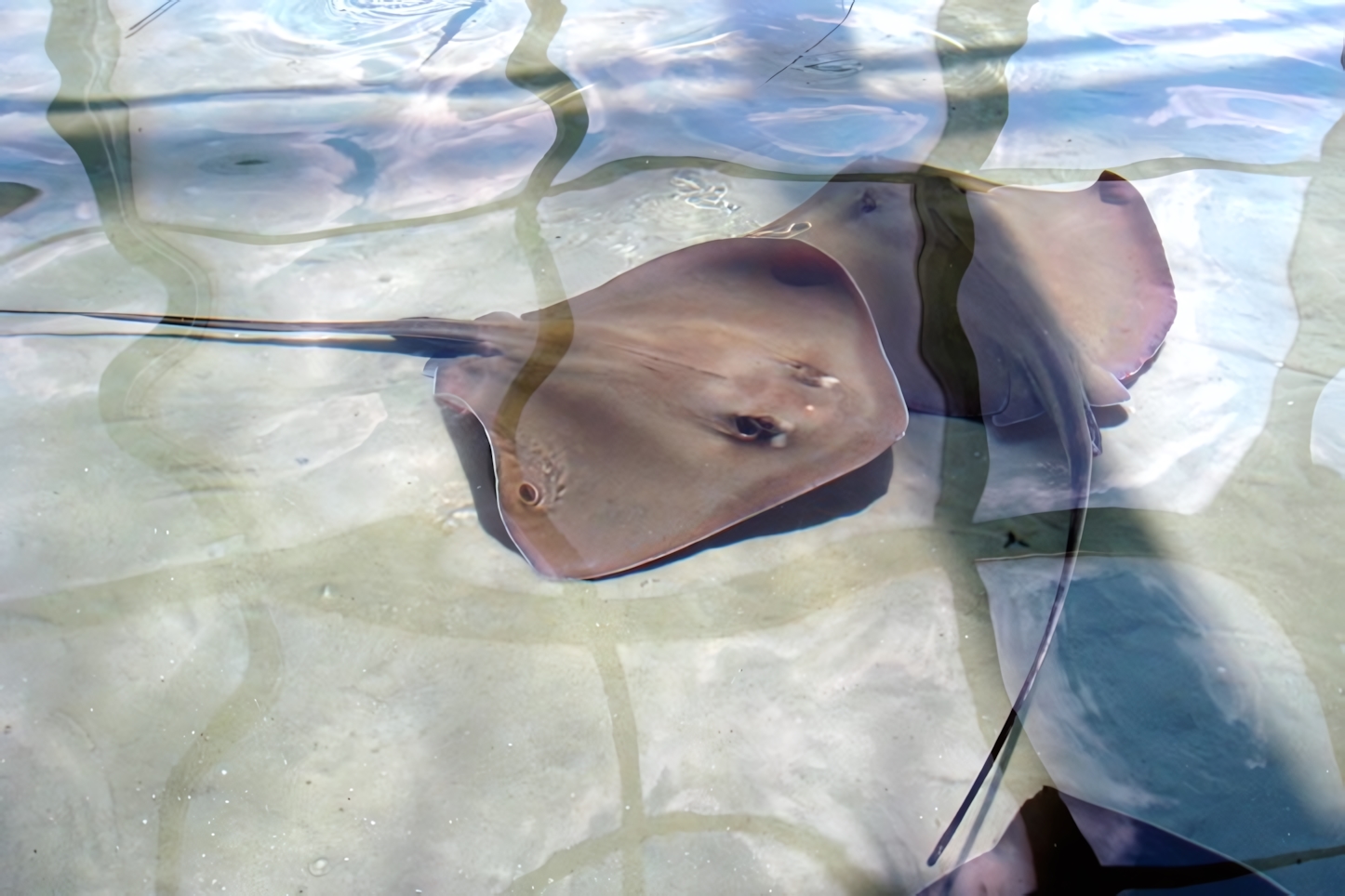 The Florida Aquarium, Tampa