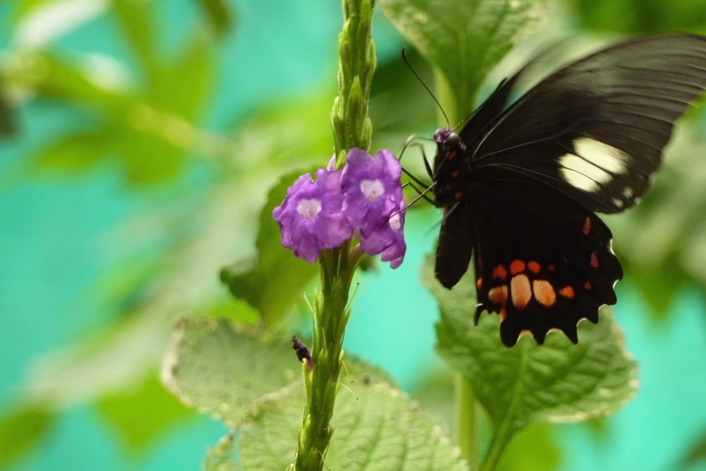 The butterfly garden, Mindo