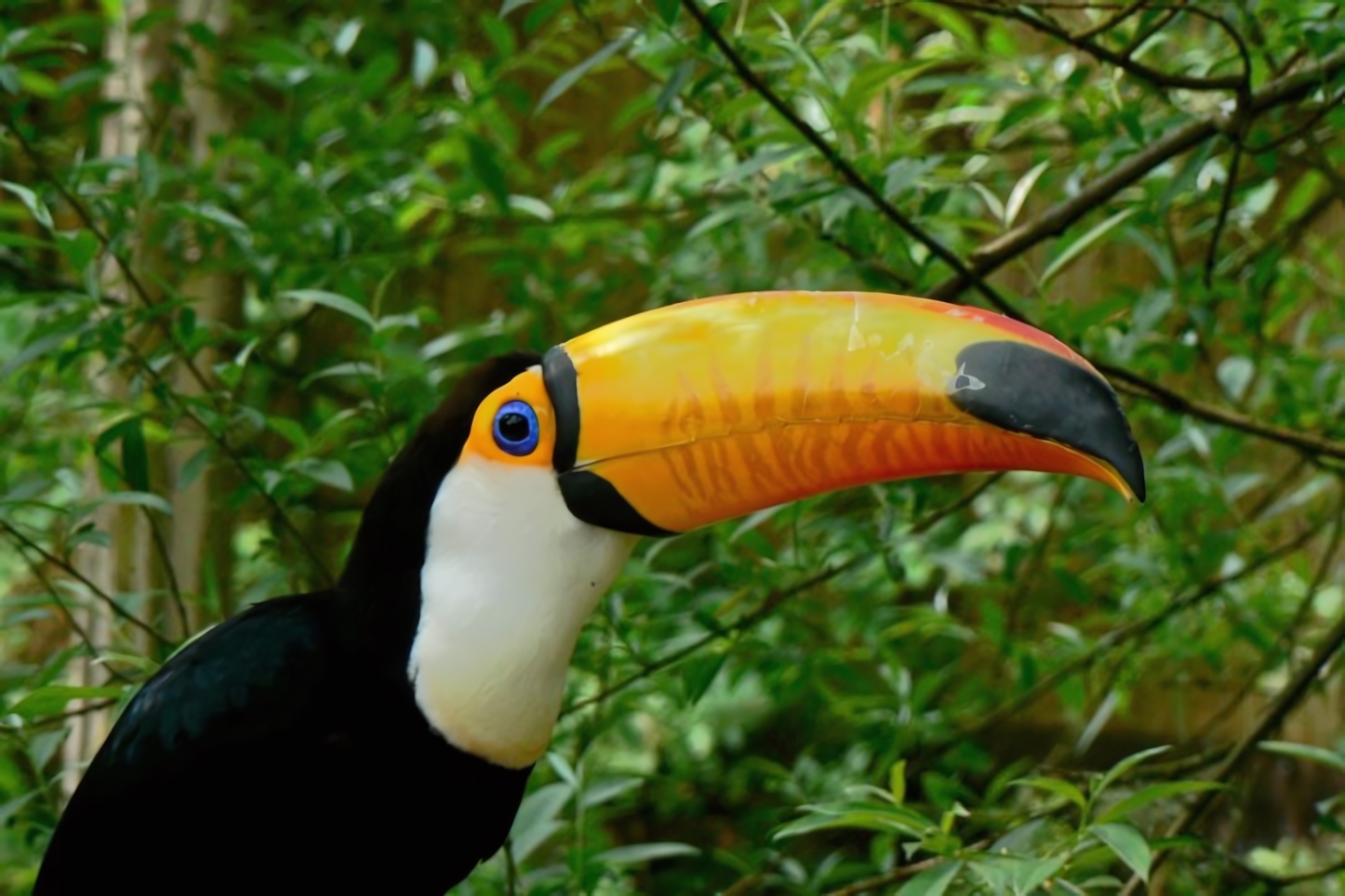 Toucan, Mindo