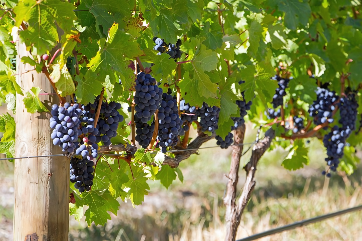 Vineyards, Cape Winelands