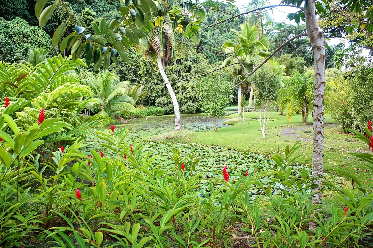 Water Gardens Vaipahi, Tahiti