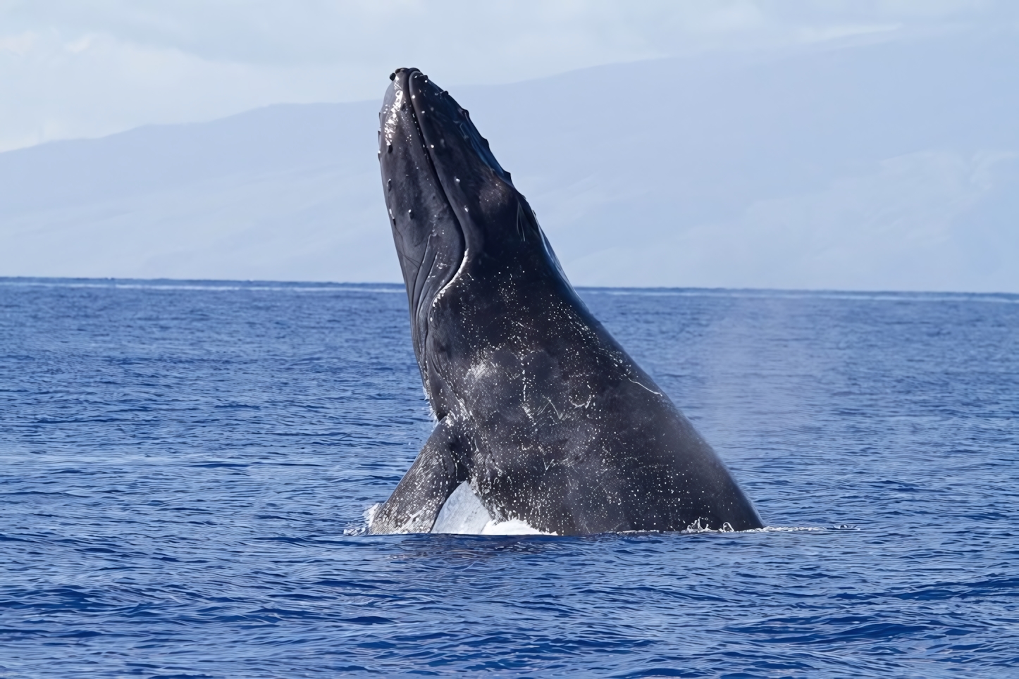 Whale Watching, Lahaina