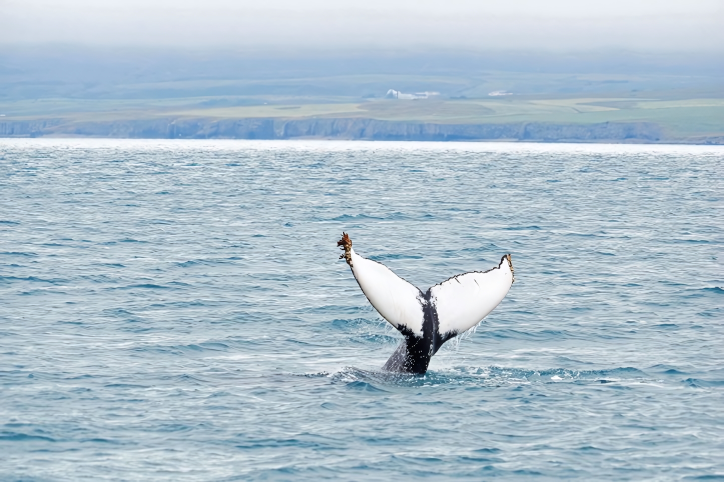 Whale watching, Akureyri