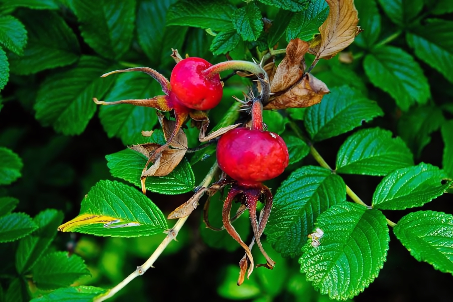 Wild Gardens of Acadia, Acadia National Park