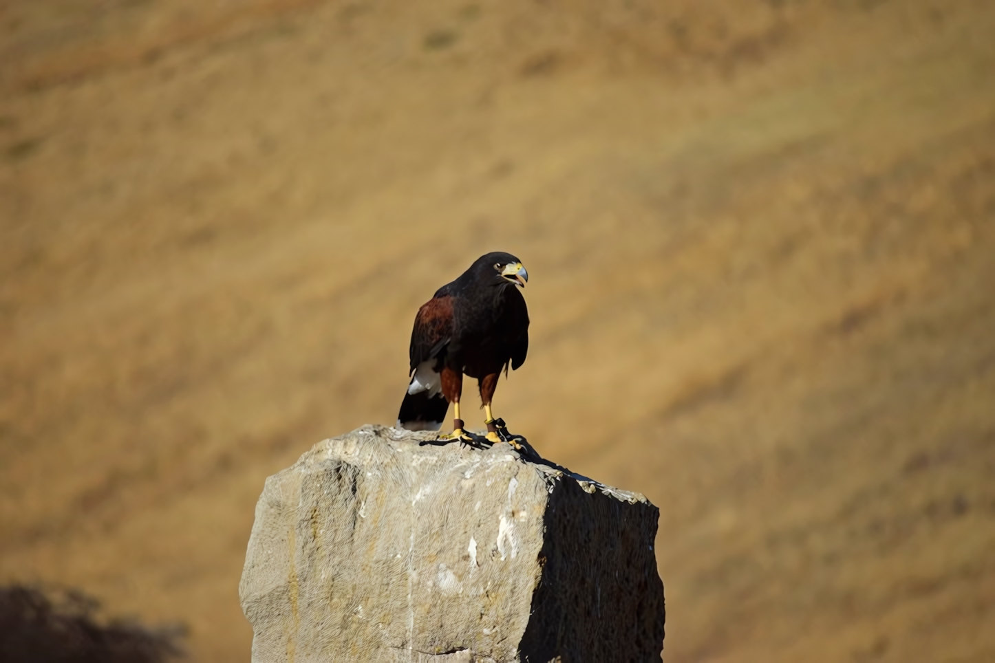 World Center for Birds of Prey, Boise