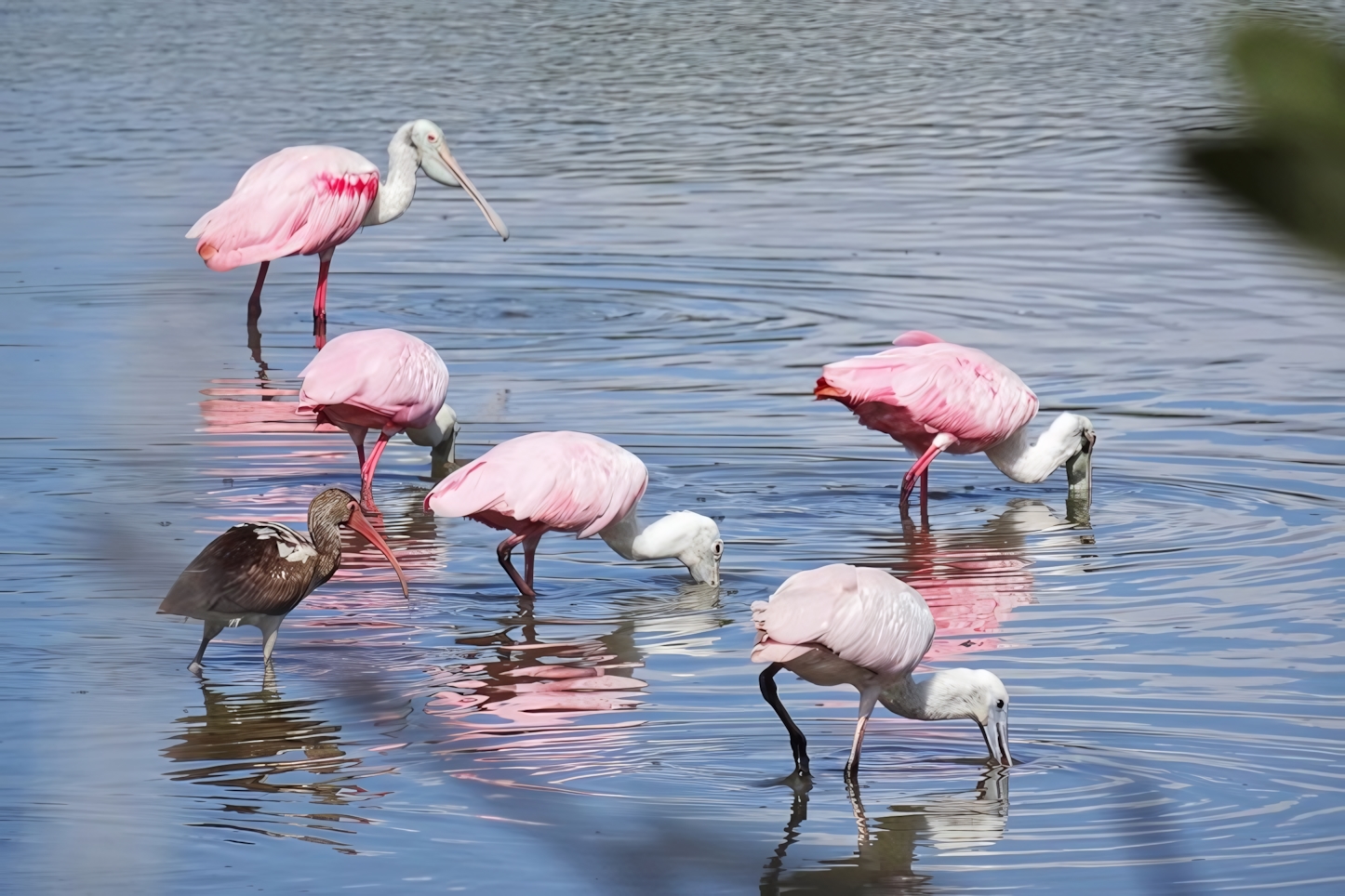 Zapata National park, Playa Larga