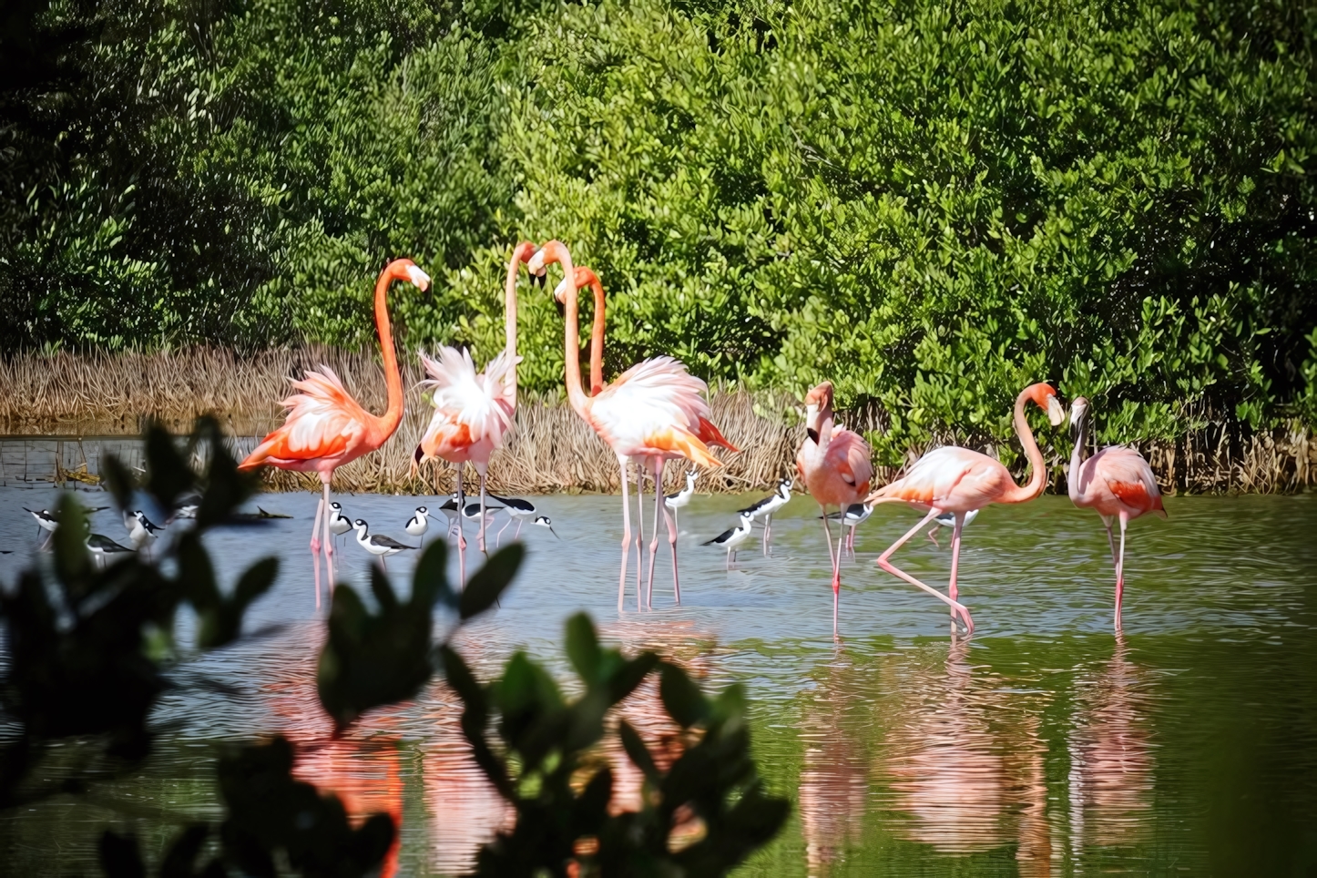 Zapata National park, Playa Larga